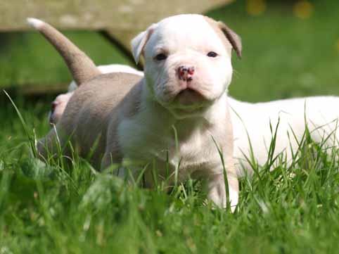 american bulldog pup